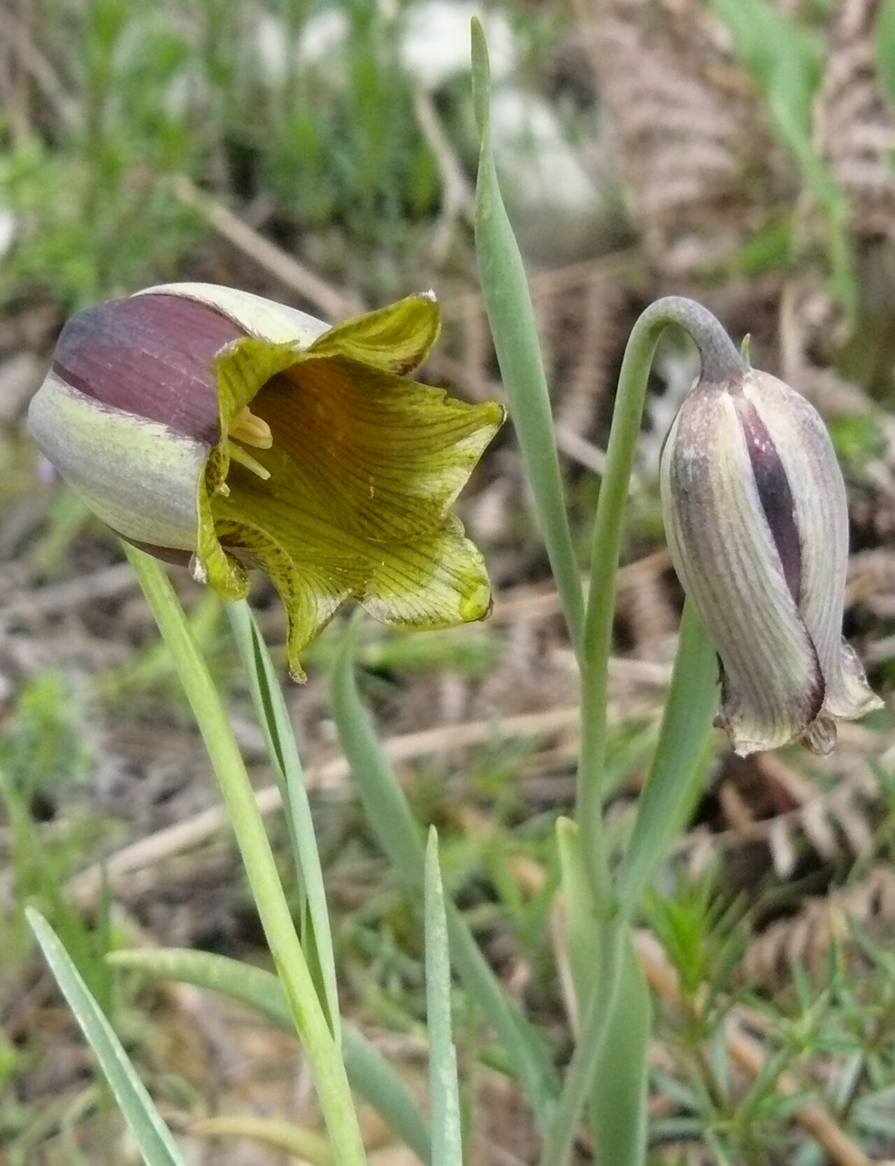 Fritillaria acmopetala: Lebanese Fritillary growing in its natural habitat in the North Lebanon range, in Qammoua forest.