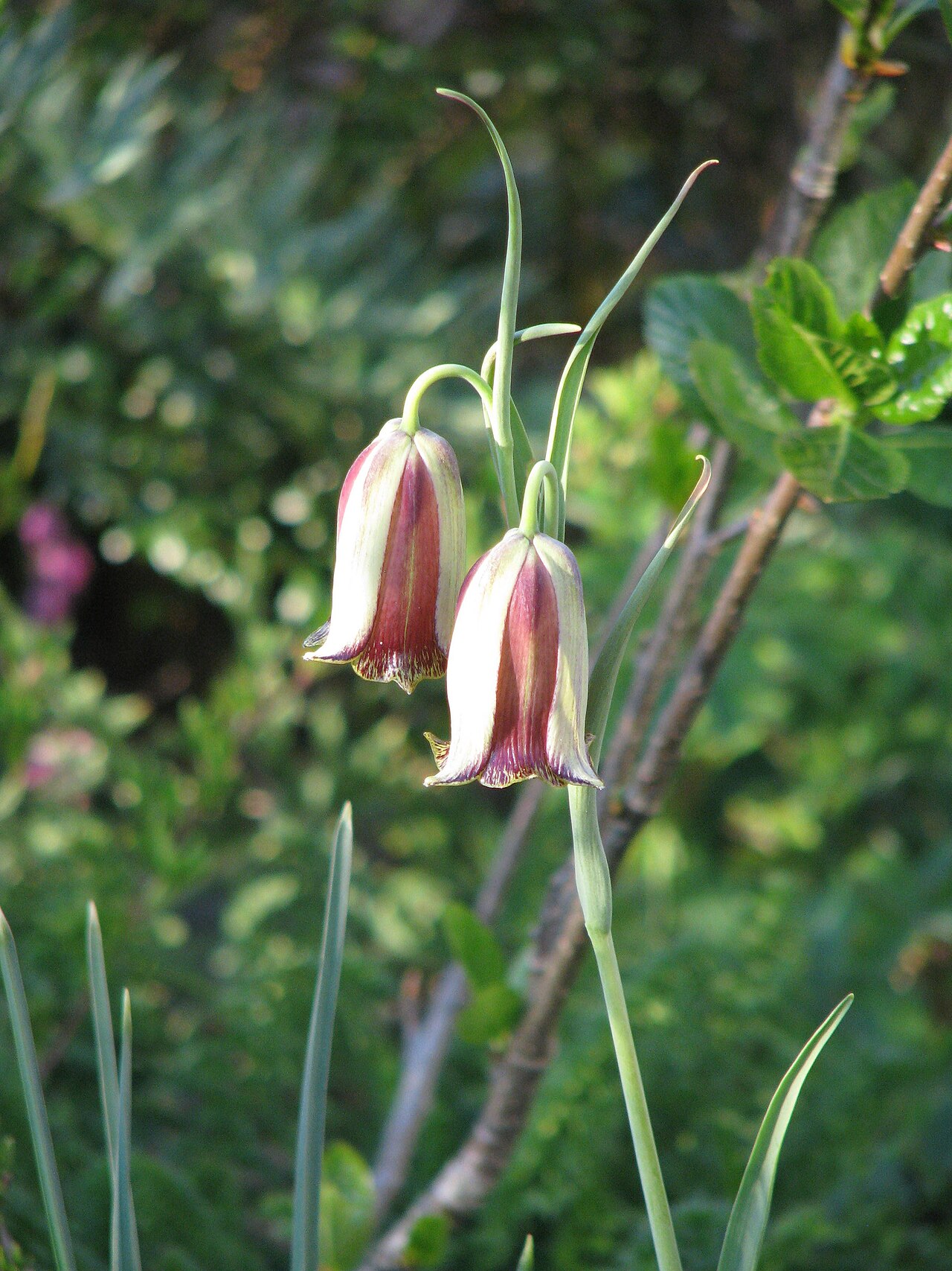 Fritillaria acmopetala: Fritillaria acmopetala