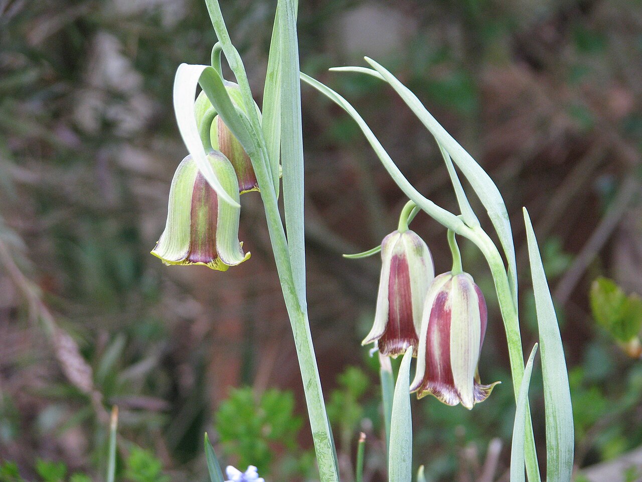 Fritillaria acmopetala: Fritillaria acmopetala