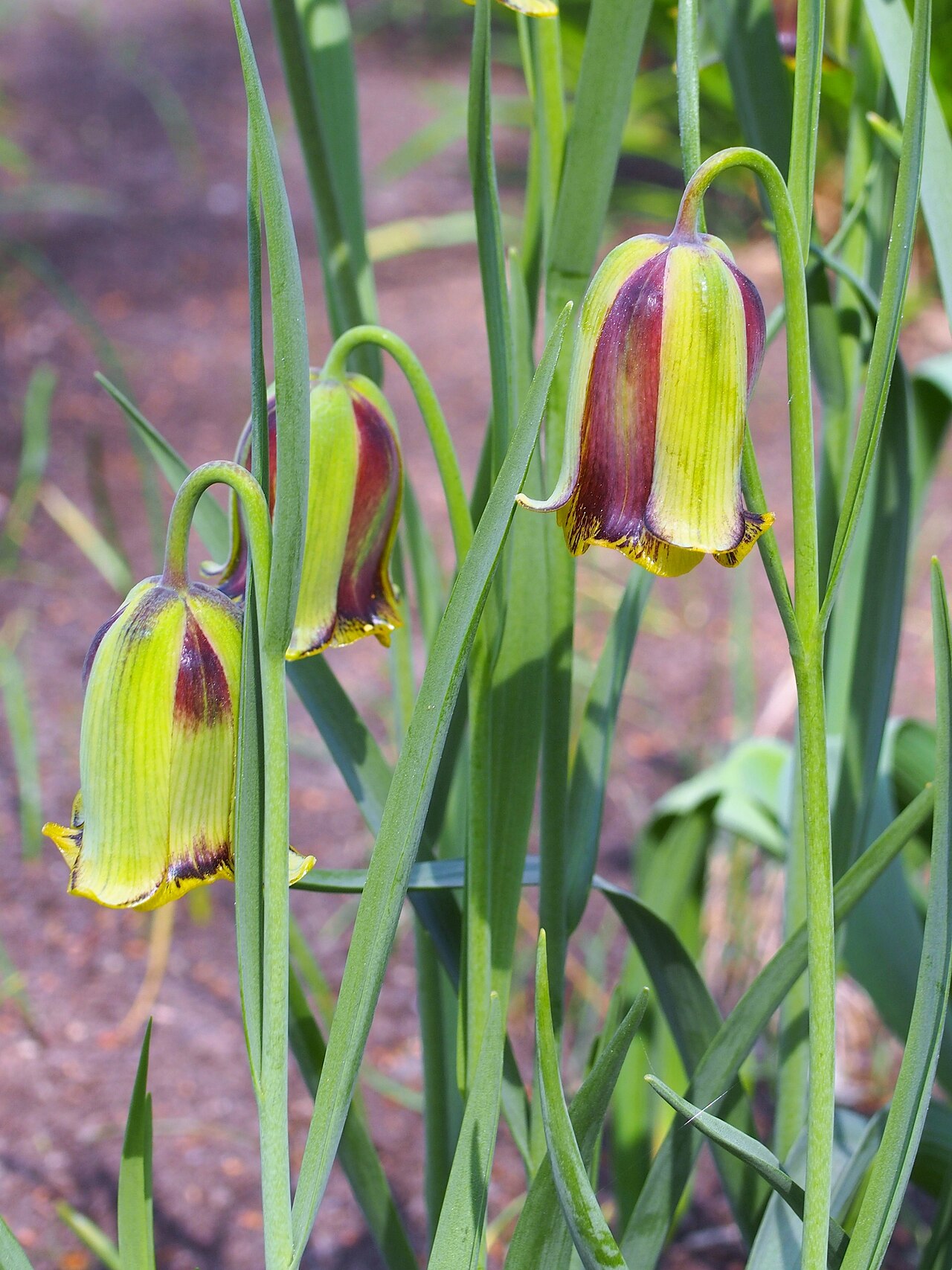 Fritillaria acmopetala: Pointed-petal fritillary ( Fritillaria acmopetala ) cultivated in Wrocław University Botanical Garden, Wrocław, Poland.