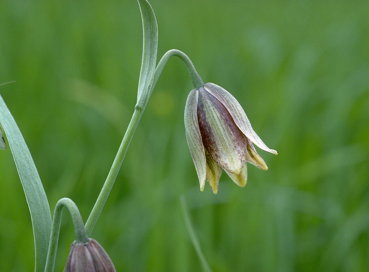 Stinkbells: Fritillaria agrestis (stinkbells). In grassland in Contra Loma Park, Contra Costa County, California, Feb. 26th 1995. Scanned Kodachrome slide.