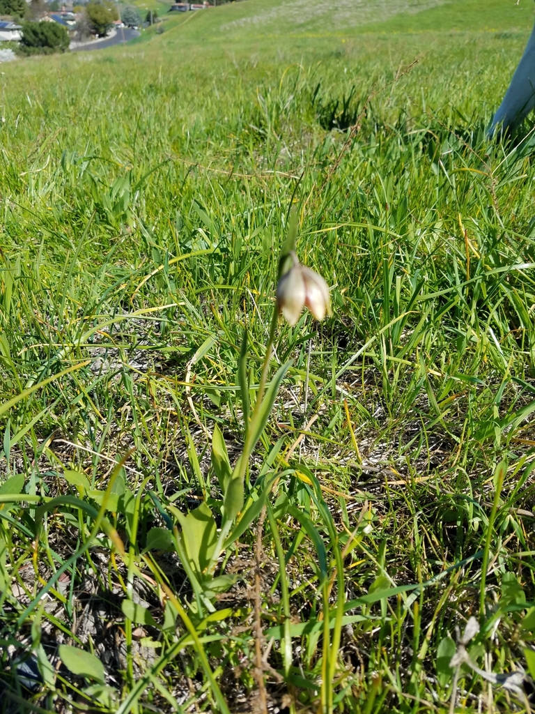 Stinkbells (Fritillaria agrestis)