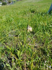 Stinkbells (Fritillaria agrestis)