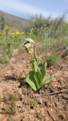 Stinkbells (Fritillaria agrestis)