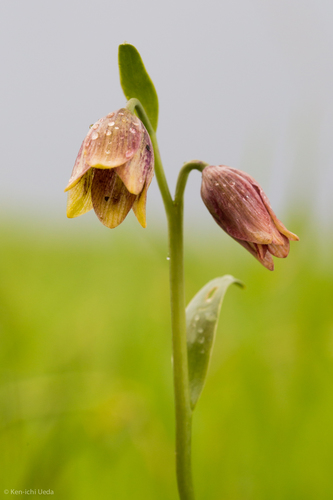 Stinkbells (Fritillaria agrestis)