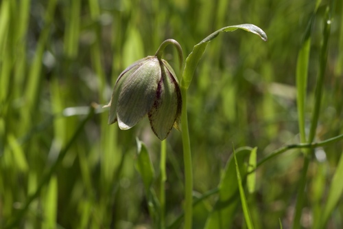Stinkbells (Fritillaria agrestis)
