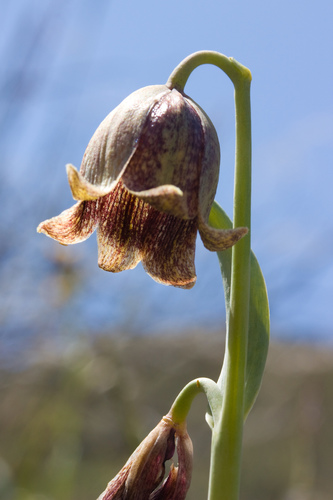 Stinkbells (Fritillaria agrestis)