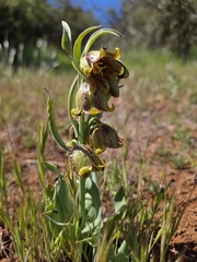 Stinkbells (Fritillaria agrestis)