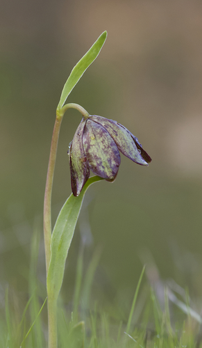 Stinkbells (Fritillaria agrestis)
