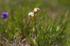 Stinkbells (Fritillaria agrestis)