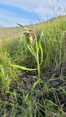 Stinkbells (Fritillaria agrestis)