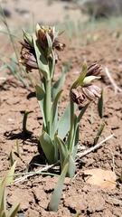 Stinkbells (Fritillaria agrestis)