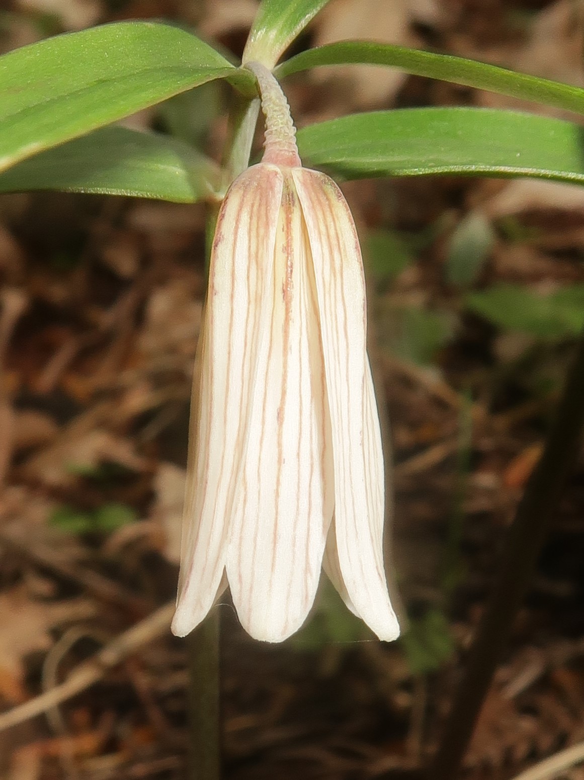 Fritillaria amabilis: Fritillaria amabilis , Yamagata district, Hiroshima pref., Japan