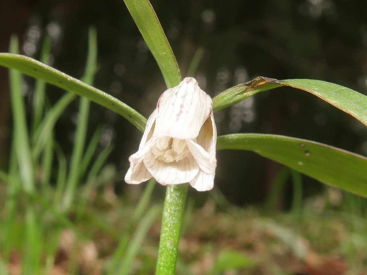 Fritillaria amabilis: Fritillaria amabilis , Yamagata district, Hiroshima pref., Japan