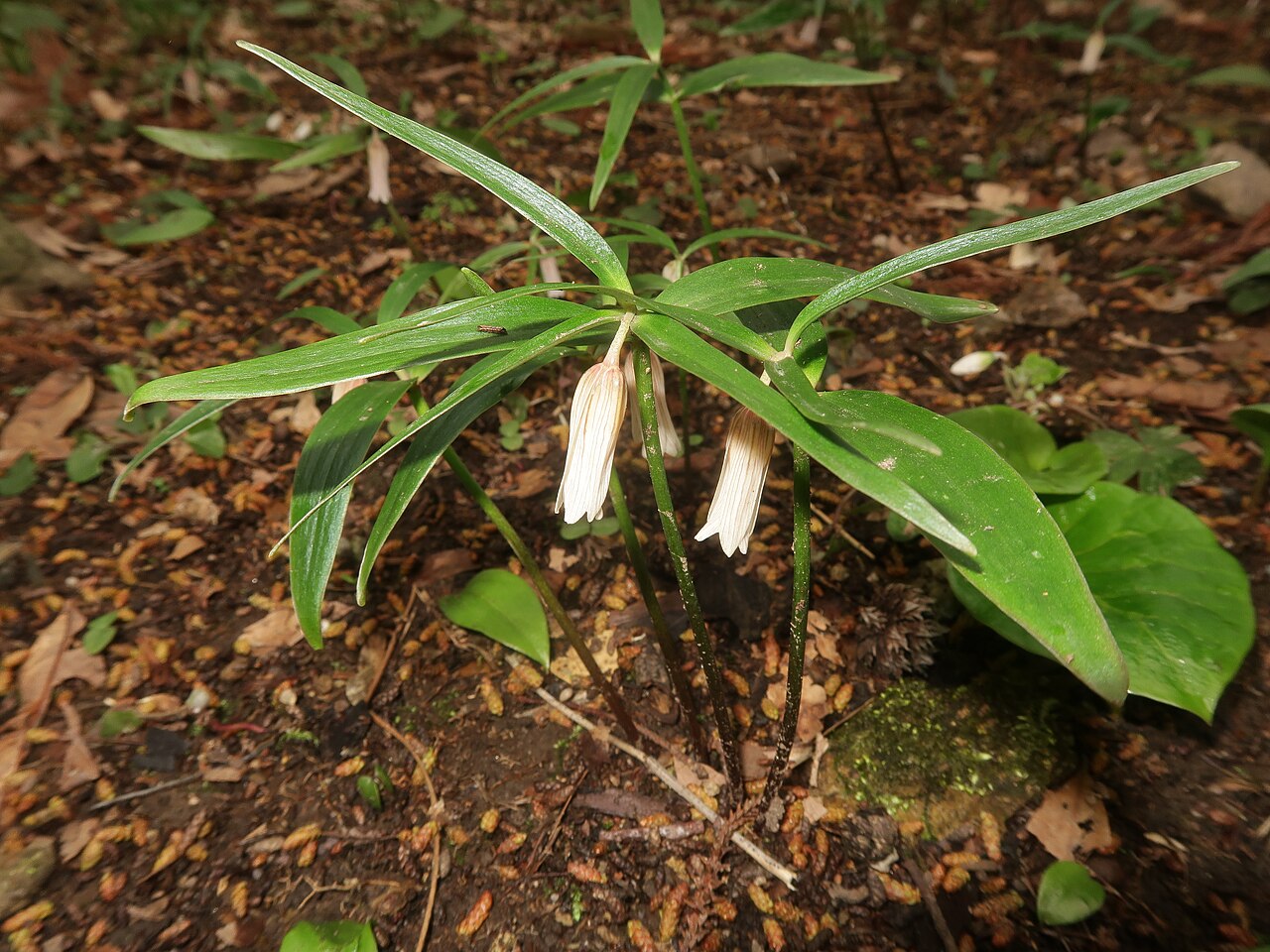 Fritillaria amabilis: Fritillaria amabilis , Yamagata district, Hiroshima pref., Japan