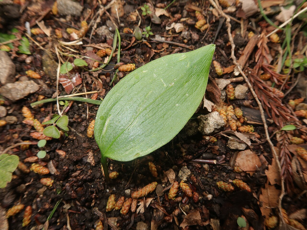 Fritillaria amabilis: Fritillaria amabilis , Yamagata district, Hiroshima pref., Japan