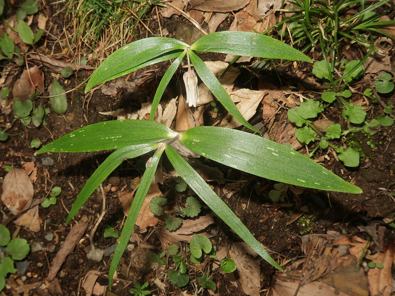 Fritillaria amabilis: Fritillaria amabilis , Yamagata district, Hiroshima pref., Japan