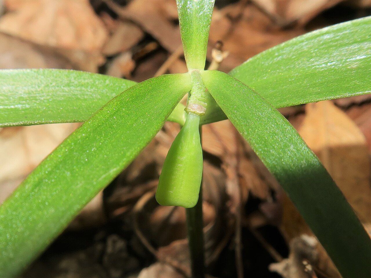 Fritillaria amabilis: Fritillaria amabilis , Yamagata district, Hiroshima pref., Japan