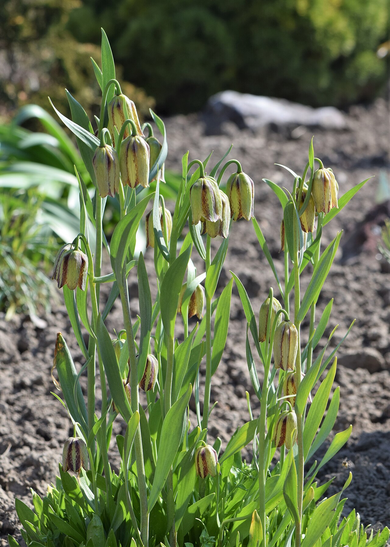 Fritillaria amana: Fritillaria amana in Botanischer Garten Christiansberg