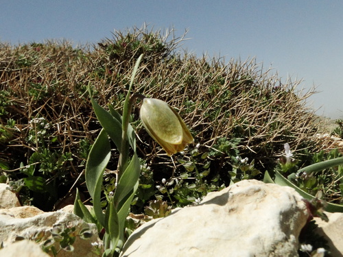 Fritillaria amana (Fritillaria amana)