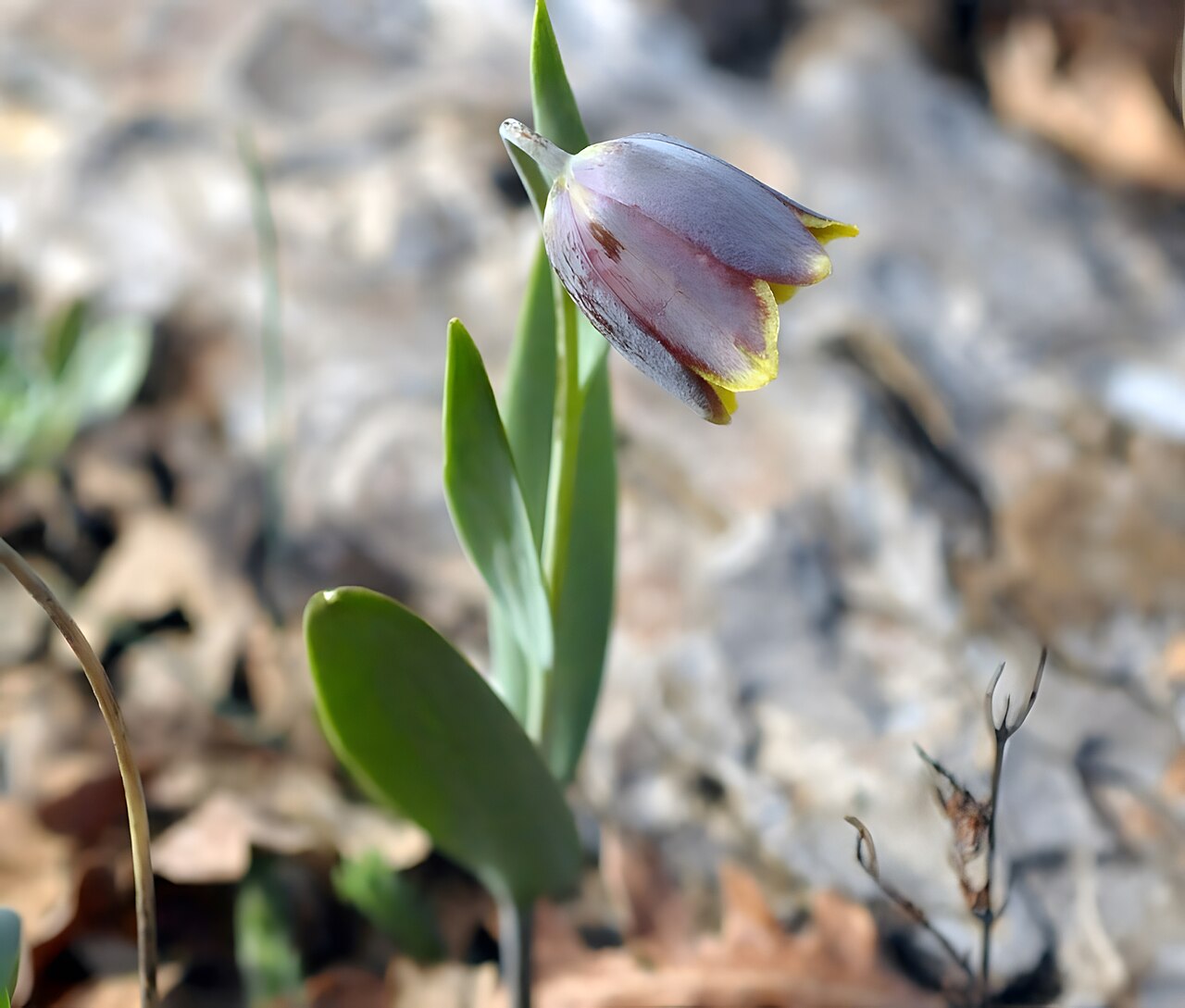 Fritillaria arsusiana: Fritillaria arsusiana Yıldırım & Tekşen, Phytotaxa 502: 150 (2021).[