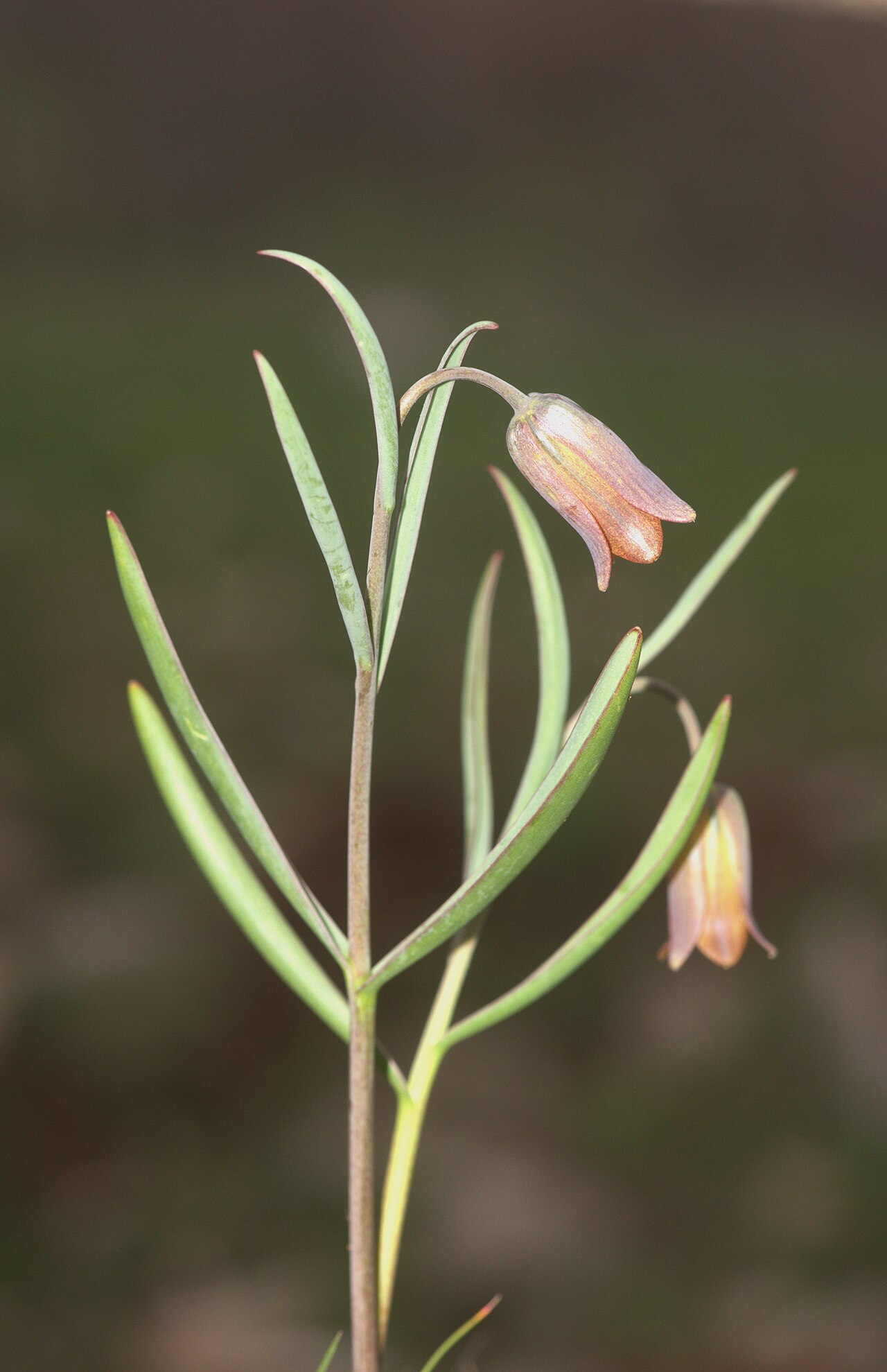Fritillaria assyriaca: Gêl-Amed