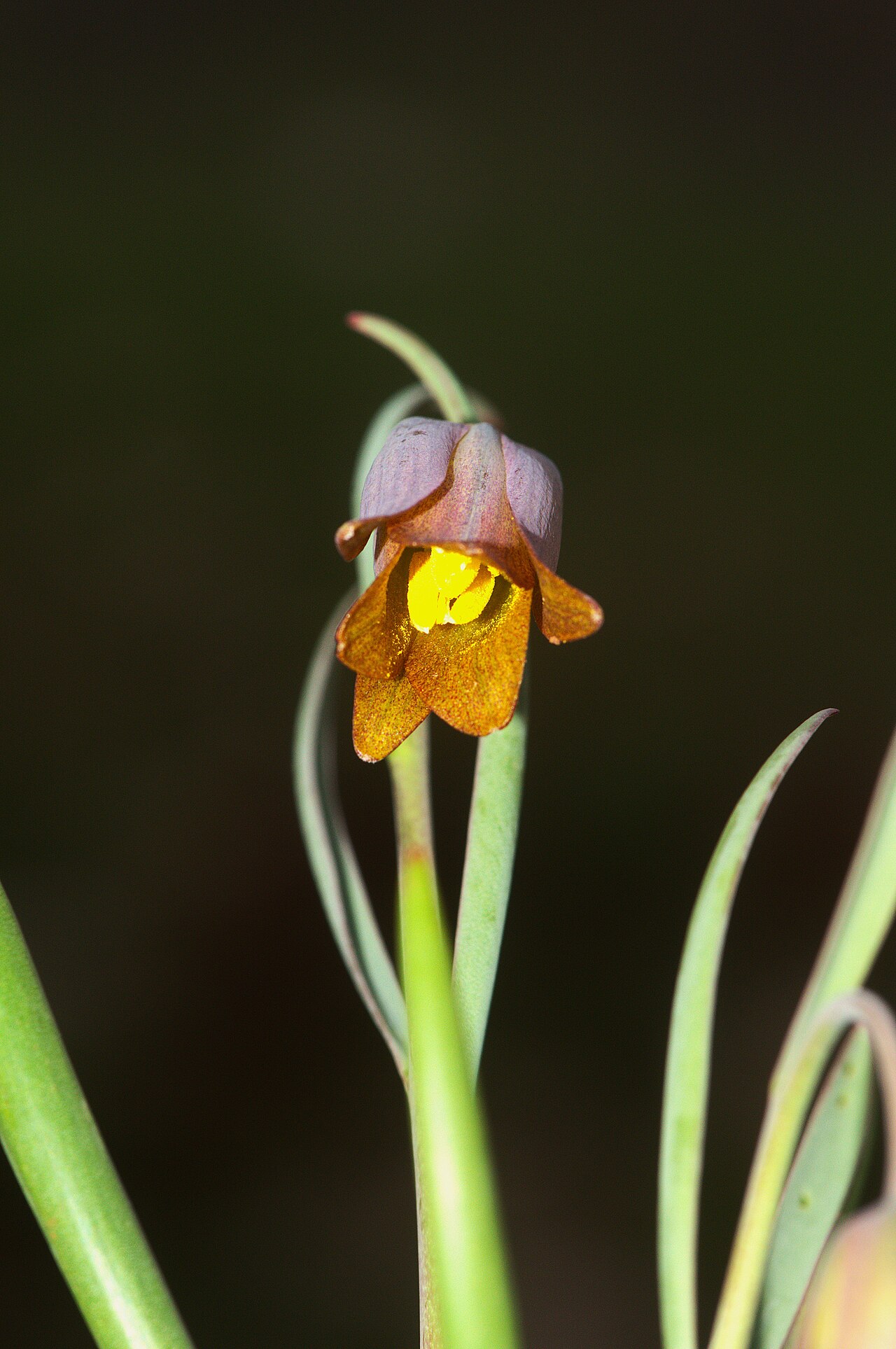 Fritillaria assyriaca: Gêl-Amed