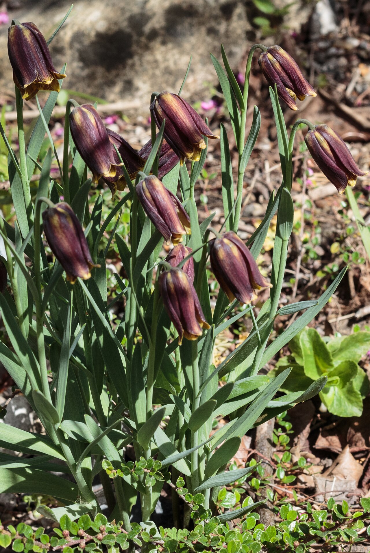 Fritillaria assyriaca: Photo of Fritillaria assyriaca fully flowering at Aarhus Botanical Gardens .