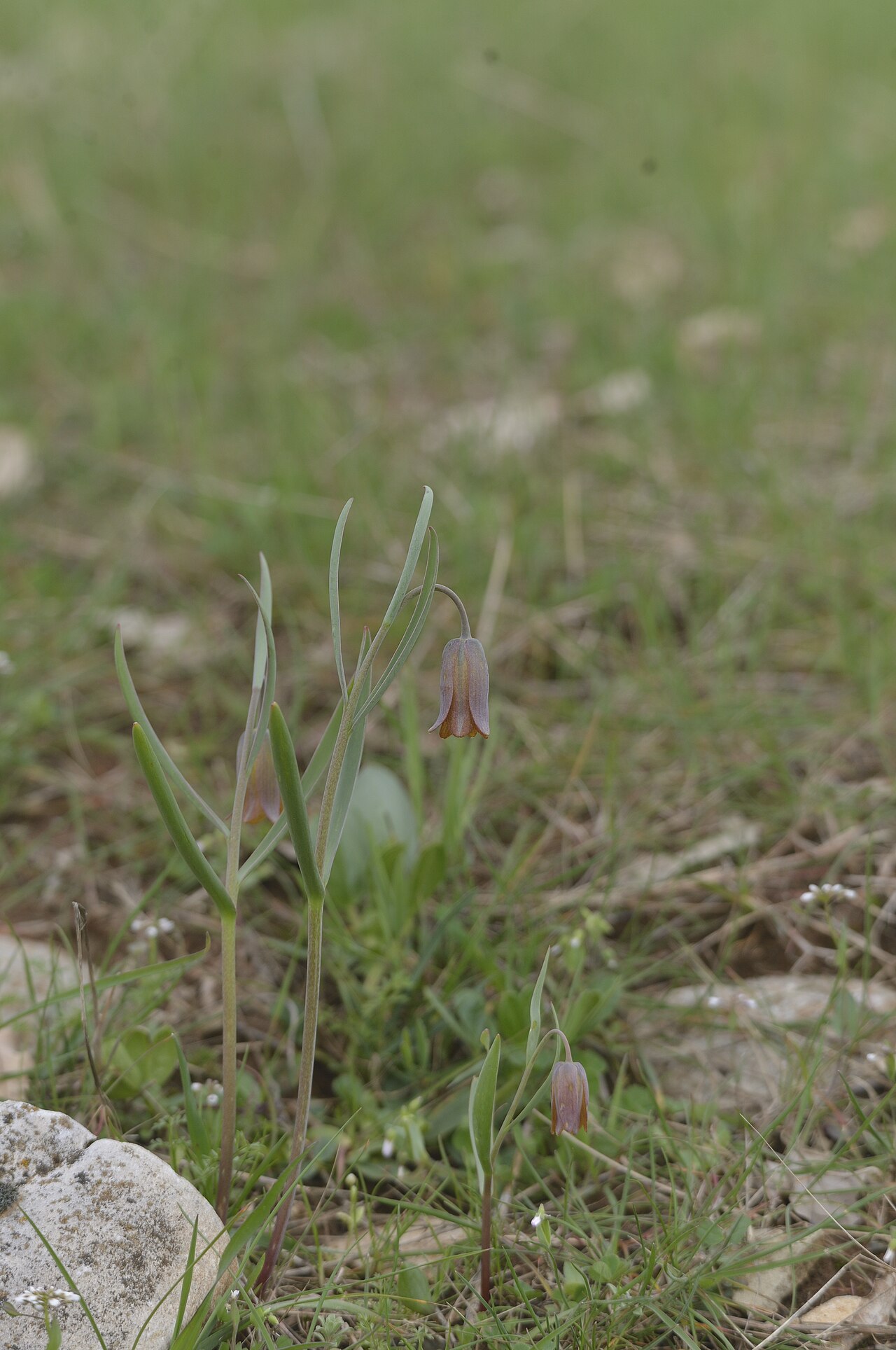 Fritillaria assyriaca: Gêl-Amed