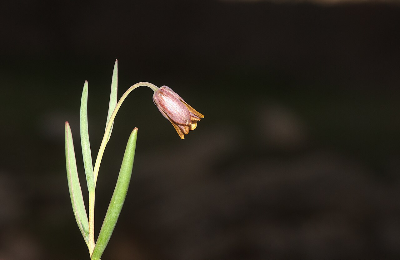 Fritillaria assyriaca: Gêl-Amed