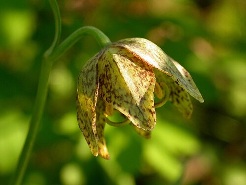 Spotted fritillary: Fritillaria atropurpurea flower