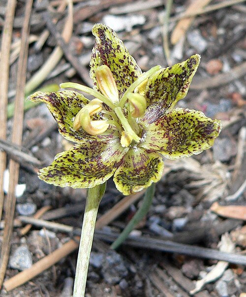 Spotted fritillary: Fritillaria atropurpurea in forest at the Cathedral Rock/Little Falls trailhead, Kyle Canyon, Spring Mountains, southern Nevada