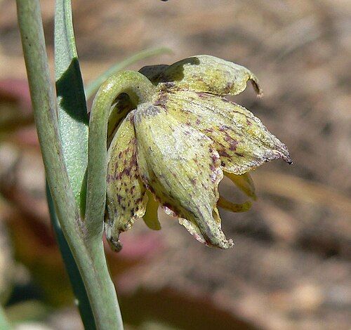 Spotted fritillary: Fritillaria atropurpurea in forest at the Cathedral Rock/Little Falls trailhead, Kyle Canyon, Spring Mountains, southern Nevada
