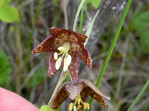 Spotted fritillary: Fritillaria atropurpurea flower parts