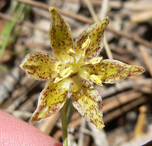 Spotted fritillary: Fritillaria atropurpurea in forest at the Cathedral Rock/Little Falls trailhead, Kyle Canyon, Spring Mountains, southern Nevada