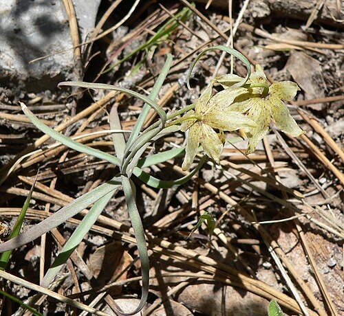 Spotted fritillary: Fritillaria atropurpurea in forest at the Cathedral Rock/Little Falls trailhead, Kyle Canyon, Spring Mountains, southern Nevada