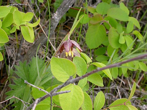 Spotted fritillary: Fritillaria atropurpurea habit