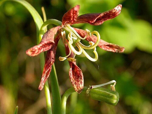 Spotted fritillary: Fritillaria atropurpurea old flower