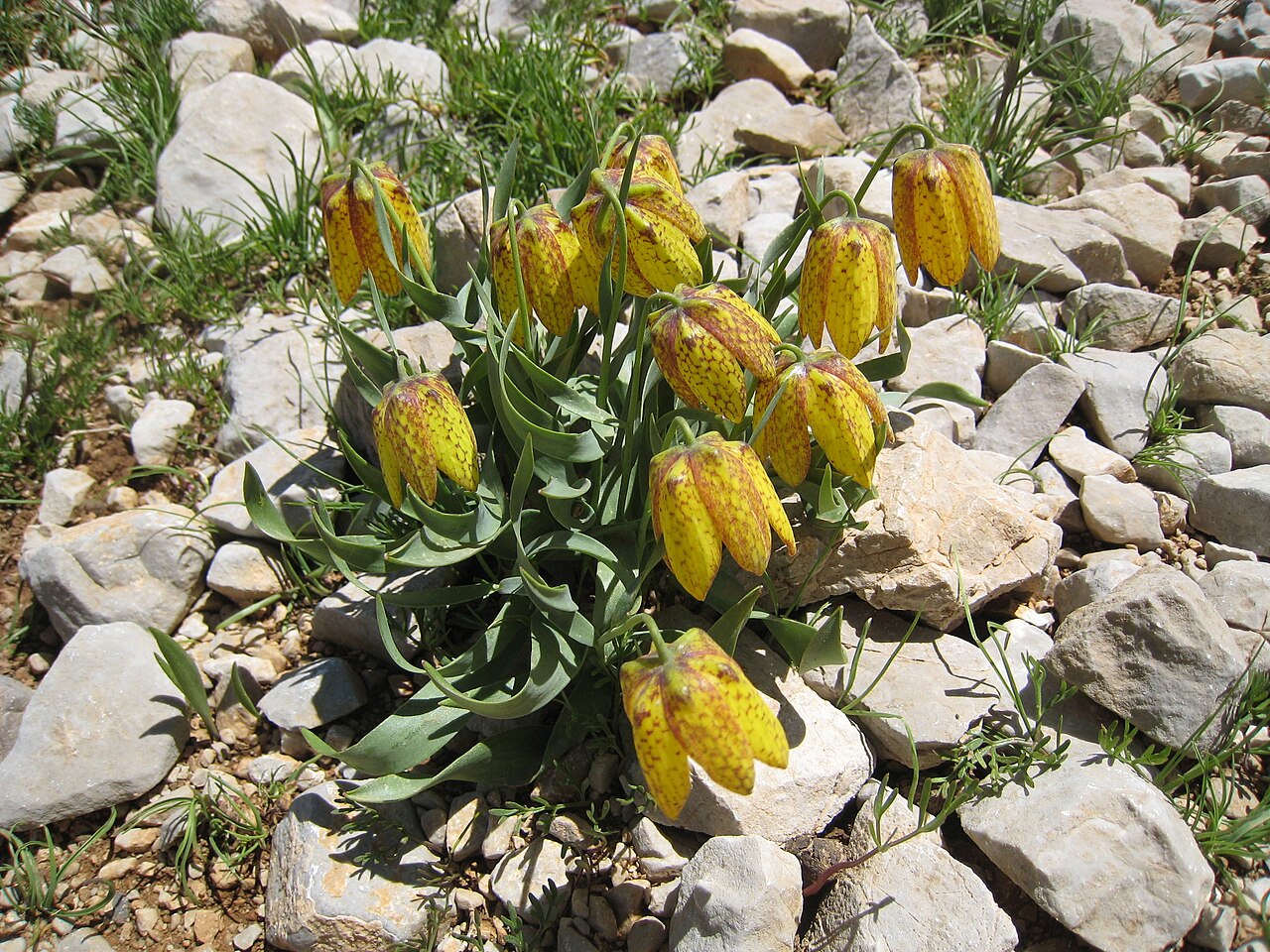Fritillaria aurea: Fritillaria sp., in mountains near Demirkazık, Turkey