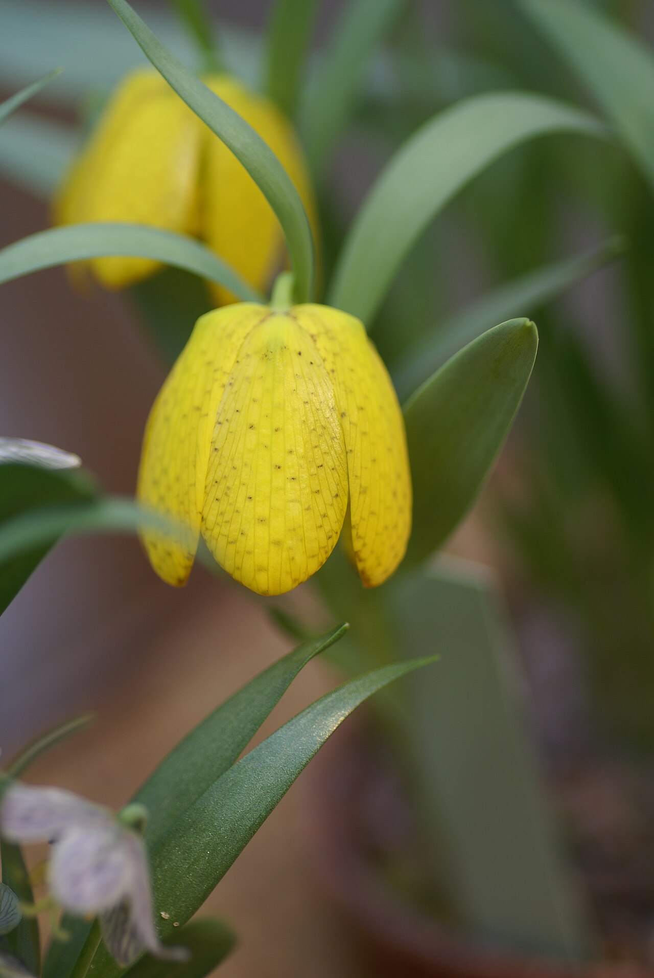 Fritillaria aurea: Plant species Fritillaria aurea in Göteborgs botaniska trädgård, Gothenburg, Sweden