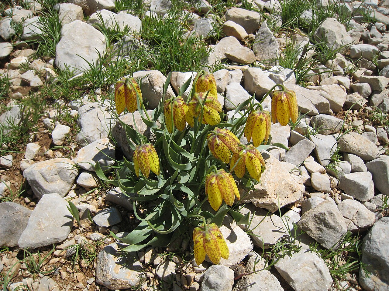 Fritillaria aurea: Fritillaria sp., in mountains near Demirkazık, Turkey