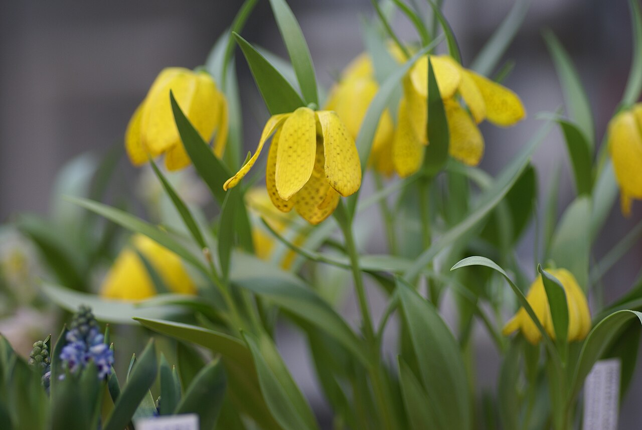 Fritillaria aurea: Plant species Fritillaria aurea in Göteborgs botaniska trädgård, Gothenburg, Sweden