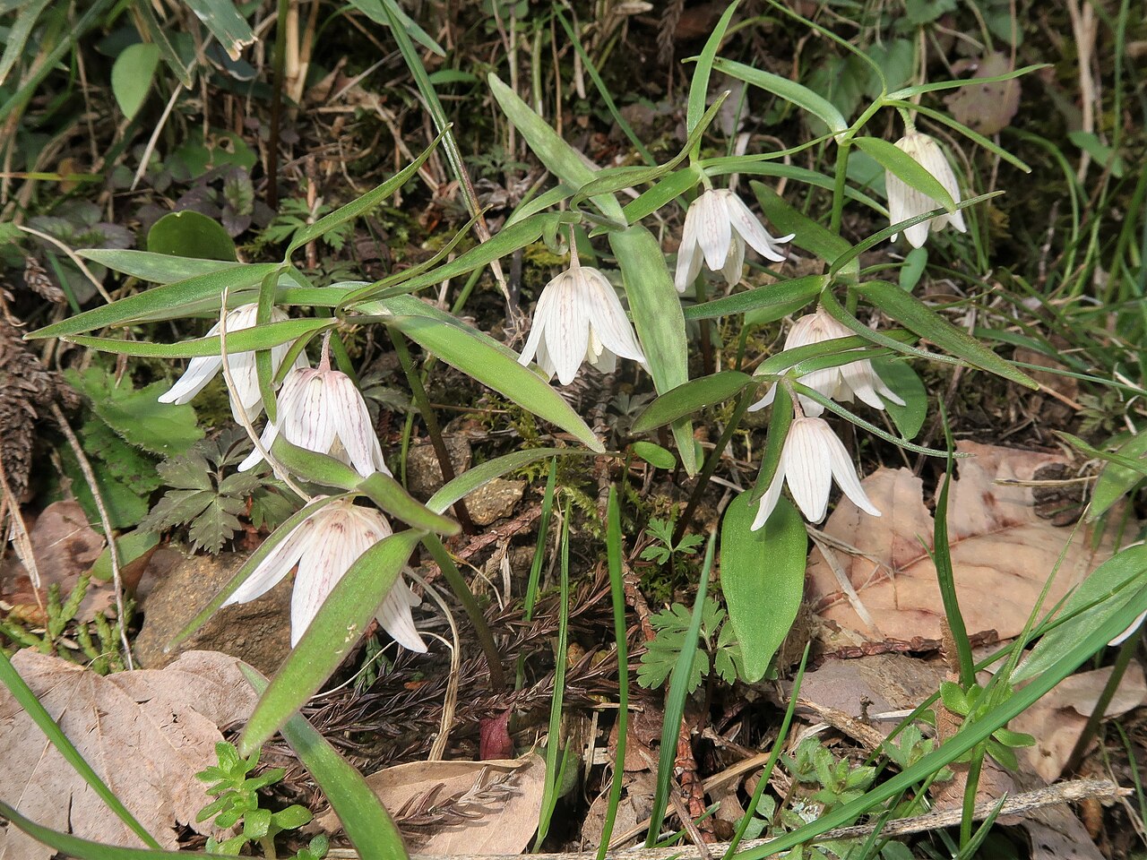 Fritillaria ayakoana: Fritillaria ayakoana , Kawamoto town , Shimane pref., Japan