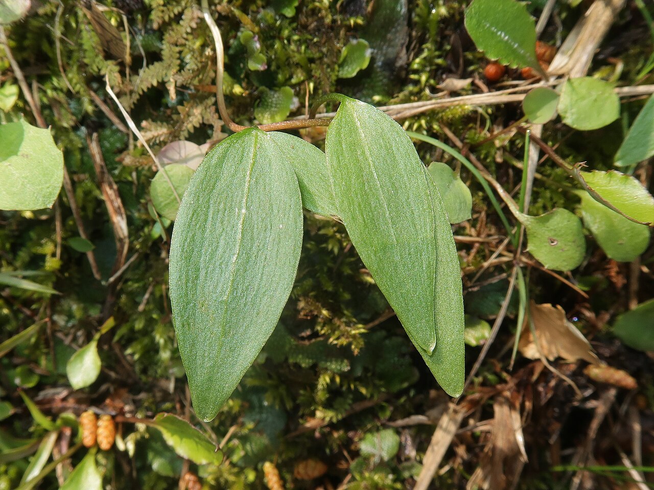 Fritillaria ayakoana: Fritillaria ayakoana , Kawamoto town , Shimane pref., Japan