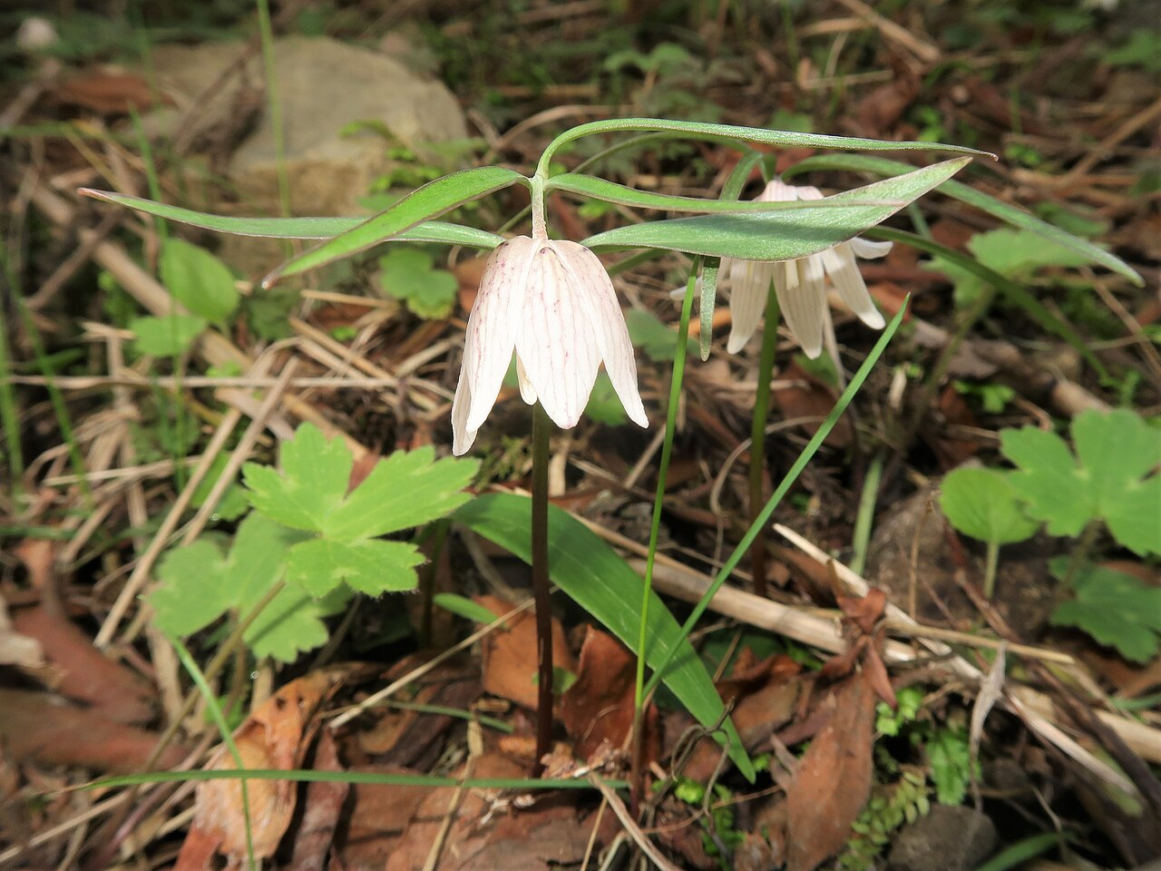 Fritillaria ayakoana: Fritillaria ayakoana , Kawamoto town , Shimane pref., Japan