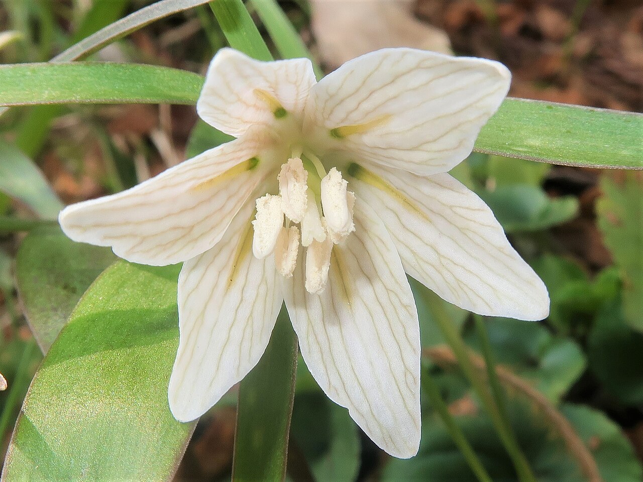 Fritillaria ayakoana: Fritillaria ayakoana , Kawamoto town , Shimane pref., Japan
