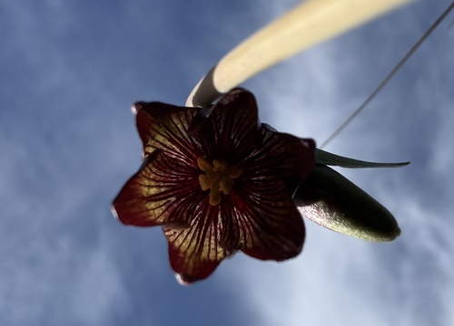 Chocolate lily (Fritillaria biflora)