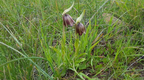 Chocolate lily (Fritillaria biflora)
