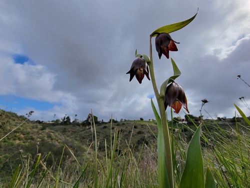 Chocolate lily (Fritillaria biflora)
