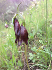 Chocolate lily (Fritillaria biflora)